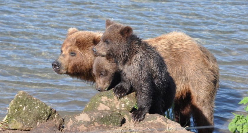 На Камчатке Кроноцкий заповедник ищет повара для работы в дикой природе