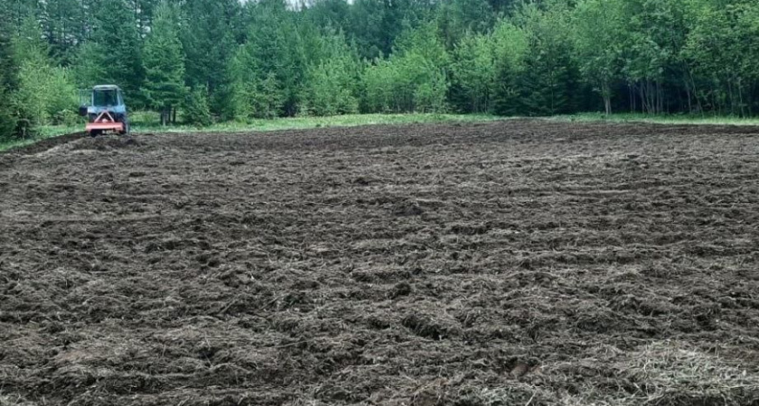 На Камчатке в лесопитомнике начали выращивать саженцы для восстановления лесов