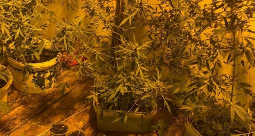 На Камчатке у дачного агронома полиция собрала веселый урожай с чердака