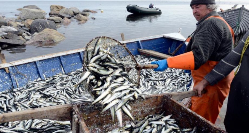 Минсельхоз предлагает увеличить срок промысла сельди на Камчатке