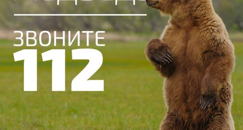 Медведь наследил в Вилючинске