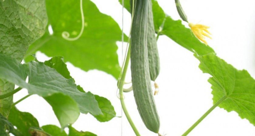 Фермер на Камчатке получил рекордную субсидию на развитие бизнеса