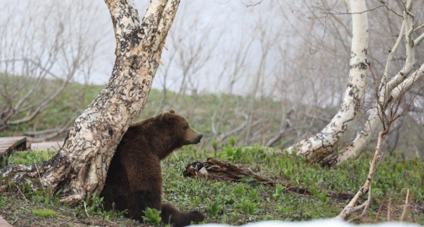 Наглого мишку, мешавшего рыбакам, убили в Усть-Большерецком районе Камчатки