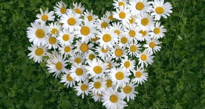 8 июля на Камчатке объявлен днем без разводов