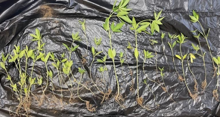 Правда и мифы о «легких» наркотиках