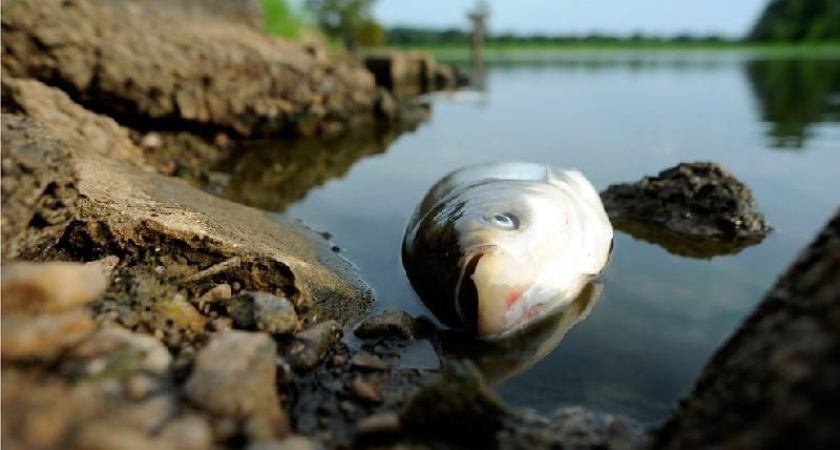 Камчатское озеро Микижа кишит вредоносными бактериями: купание запрещено