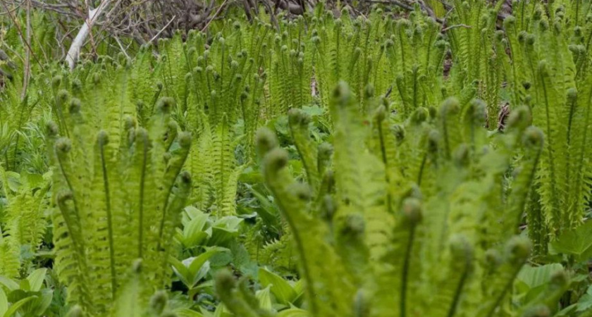 Камчатские ученые раскрыли секрет цветущего папоротника