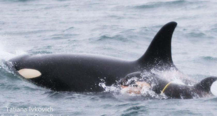 Не пугать косаток просят на Камчатке