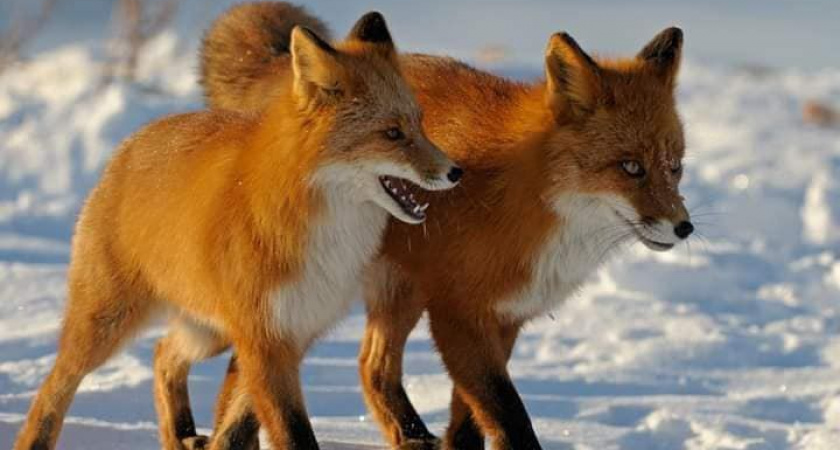 Ученые определили самые верные пары в дикой природе Камчатки