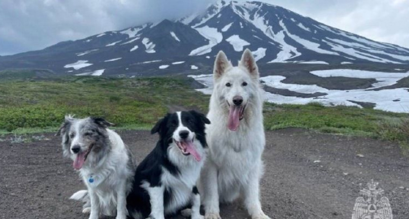 Тренировки кинологов МЧС прошли у подножия Козельского вулкана