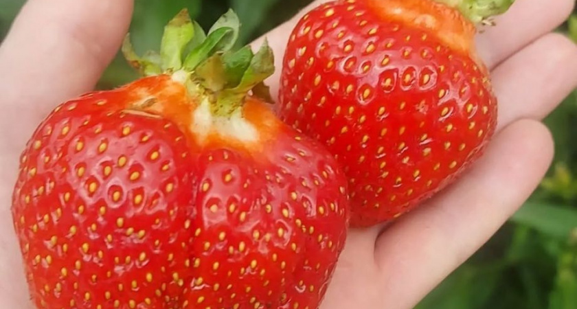 Камчатские медики предупреждают: анафилактический шок возможен при употреблении высокоаллергенных продуктов