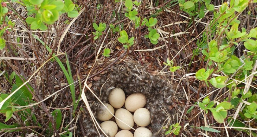 В кальдере вулкана Узон на Камчатке готовятся встать на крыло птенцы уток и куликов