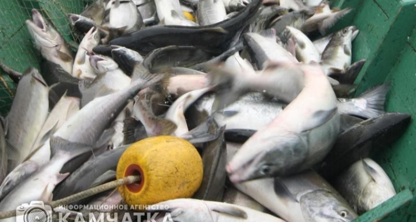 На удочку полицейских на Камчатке попался браконьер