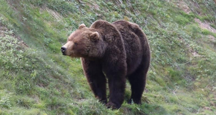 На Камчатке возбудили дело против туроператора после жестокого развлечения с медведем