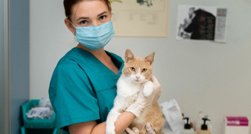 В Камчатском крае повысили зарплаты ветеринарам