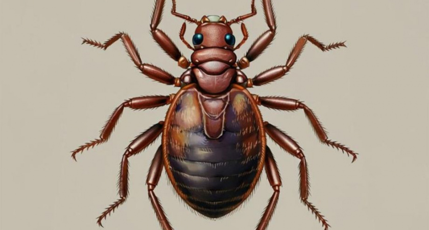 Клещи атакуют: на Камчатке вдвое выросло число пострадавших от укусов