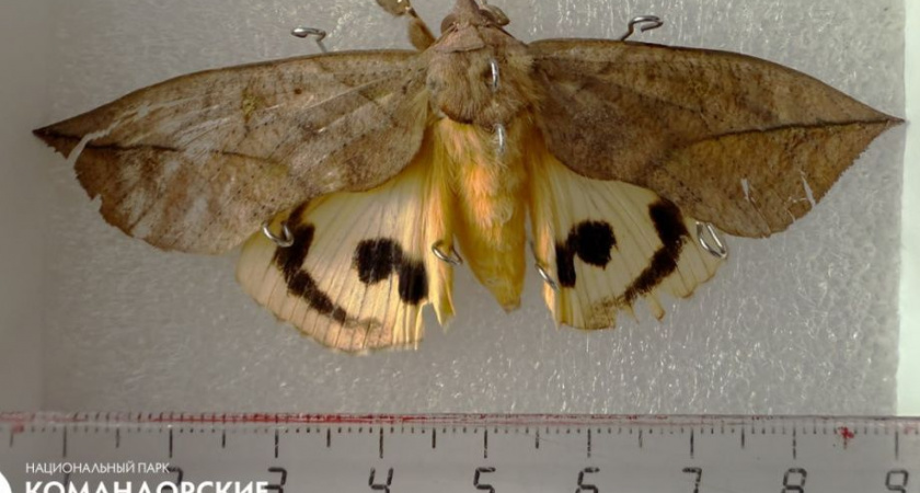 Тропическая бабочка-гигант залетела на Командоры