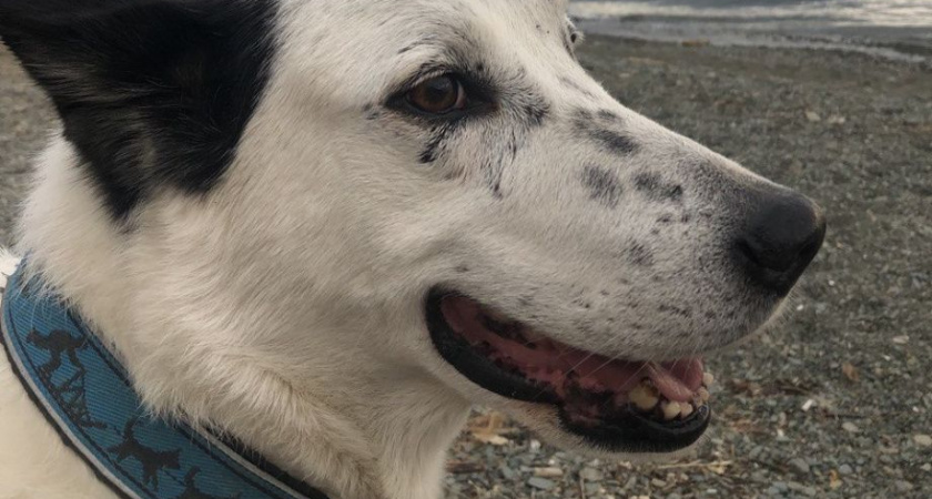 Гипоаллергенные породы животных: миф или реальность