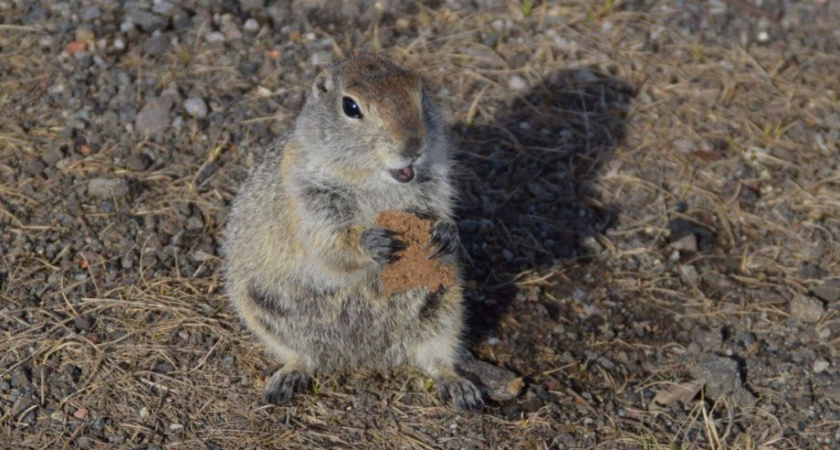 На Камчатке туристы убивают доверчивых евражек, подкармливая их