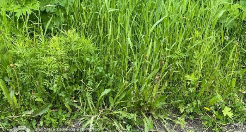 Рекомендации камчатских врачей: о чем нужно помнить летом аллергикам