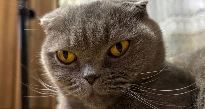 Камчатские собаки и кошки теперь могут летать «Аэрофлотом» рядом с хозяевами