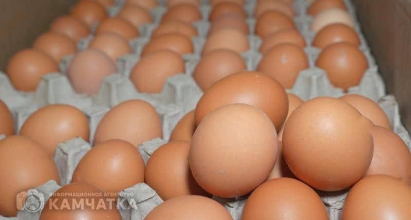 Камчатская птицефабрика выходит на догриппозный уровень производства