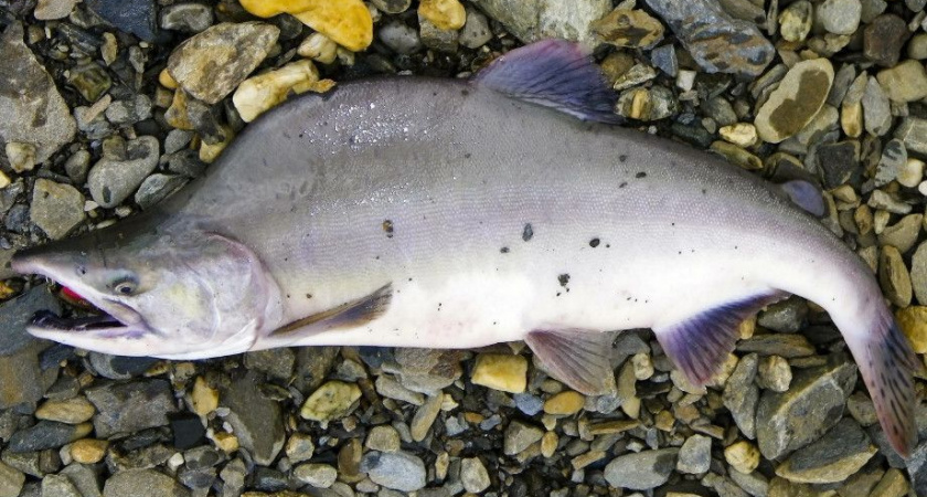 На Камчатке обсудили бесплатный вылов горбуши для личного потребления