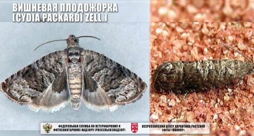 На Камчатке впервые обнаружен опасный вредитель в импортных фруктах