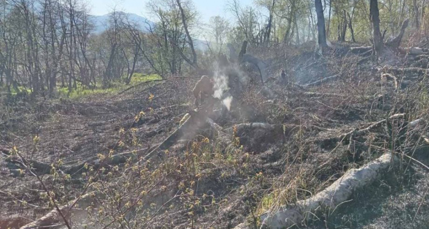 Сегодня на Камчатке леса не горят