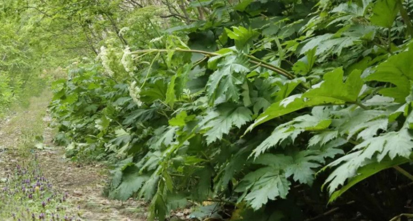 Владельцев земли заставят бороться с борщевиком Сосновского на законодательном уровне