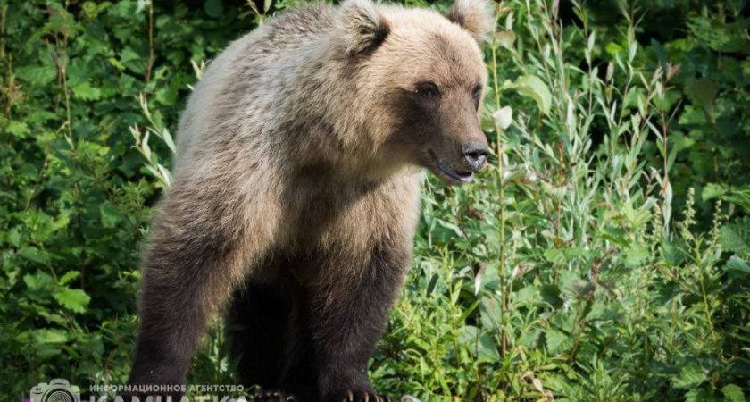 На Камчатке медведь напал на туристку