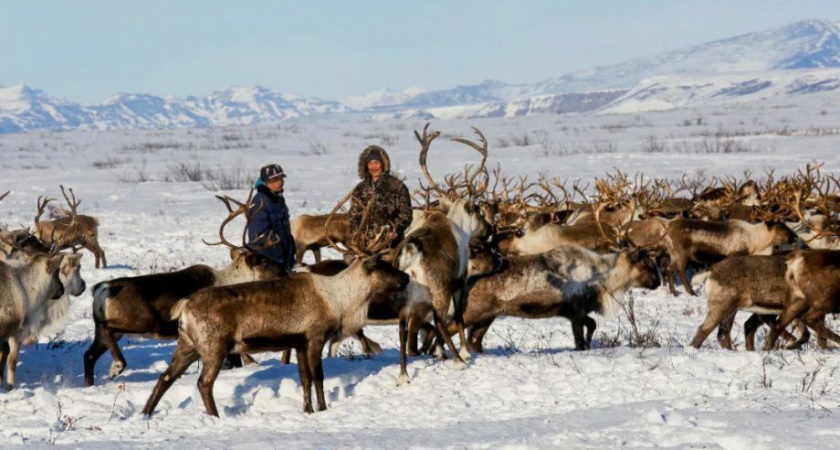 В России планируют нарастить производство продукции из северного оленя