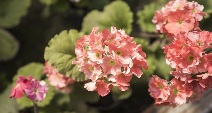 Герань желтеет и сохнет: 1 грамм средства в воду вернет кусту зелень