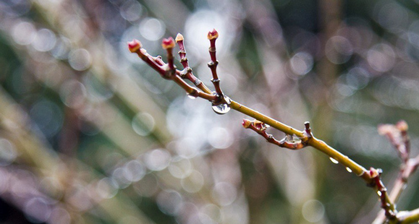 Как правильно укрыть розы на зиму: критичные ошибки в подготовке, ведущие к гибели растений