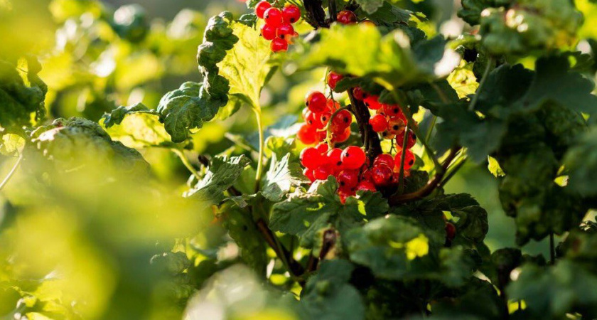 Почковый клещ на смородине: ноябрьская обработка, которая заменяет химию