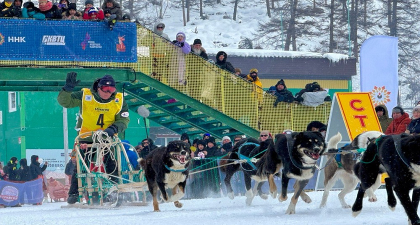 На старт «Берингии» выйдут 15 каюров из разных районов Камчатки