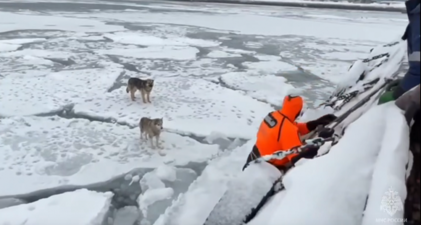 Спасатели МЧС сняли двух собак со льдины в бухте Раковой на Камчатке