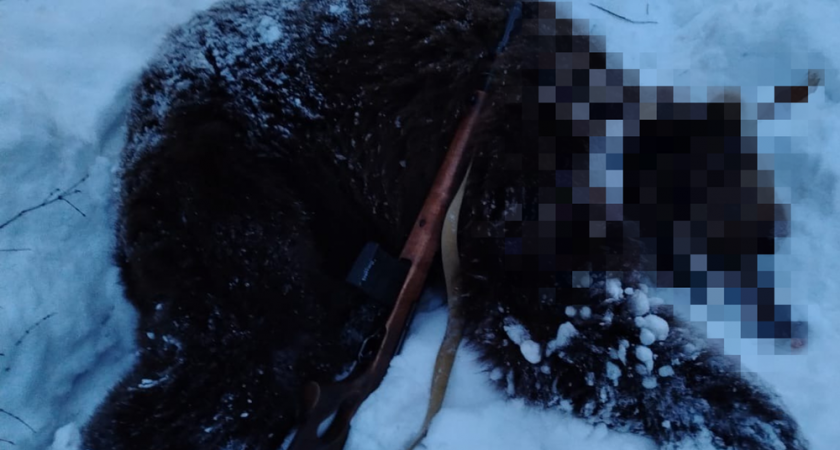 В районе Эссо на Камчатке отстрелили первого в этом году медведя-шатуна