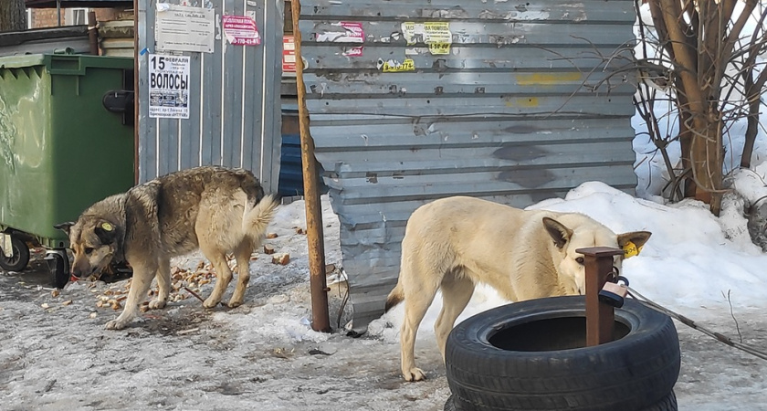 Прокуратура добивается возобновления работы приюта для собак в Тиличиках