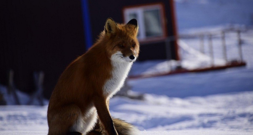 На Авачинском перевале на Камчатке у лисиц начался брачный период