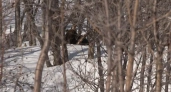 В окрестностях Вилючинска бродит медведь