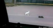 Житель Петропавловска-Камчатского встретил в городе зайца и погнался с ним наперегонки