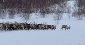 Министр сельского хозяйства: поголовье оленей на Камчатке продолжает сокращаться