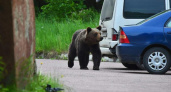 Медведь был замечен в окрестностях города Елизово на Камчатке