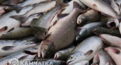 «Камчатская рыба» снова предложит лососей по доступным ценам