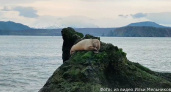 Юг Камчатки посетил редкий ластоногий гость (Видео)