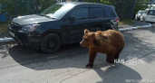 На улицах Петропавловска-Камчатского очевидцы обнаружили медведя (видео)