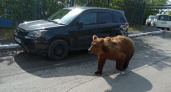 Охотоведы ведут поиск медведя в Петропавловске