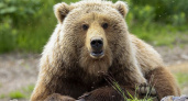 Медвежий патруль организуют в районах на Камчатке