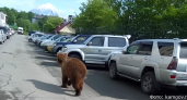 На Камчатке в каждом муниципалитете группы профессиональных охотников следят за медведями